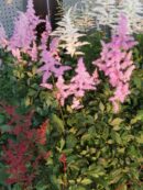 Astilbe x arendsii
