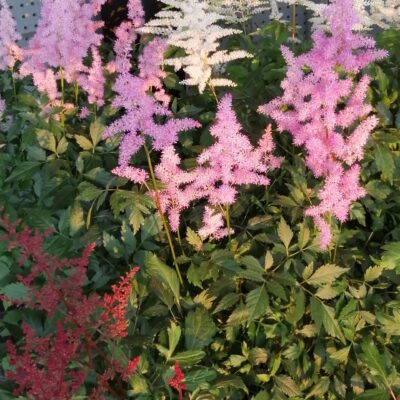 Astilbe x arendsii