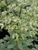 Euphorbia characias Silver Swan(R)