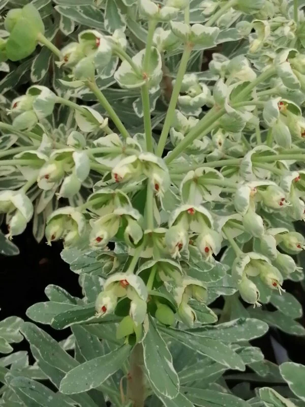 Euphorbia characias Silver Swan(R), pianta da esterno