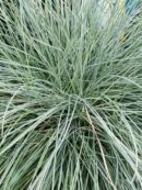 Festuca glauca Immense Blue