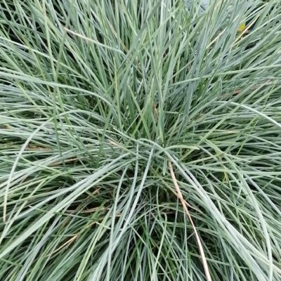 Festuca glauca Immense Blue