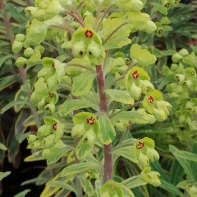 Euphorbia x martinii Ascot Rainbow (R)