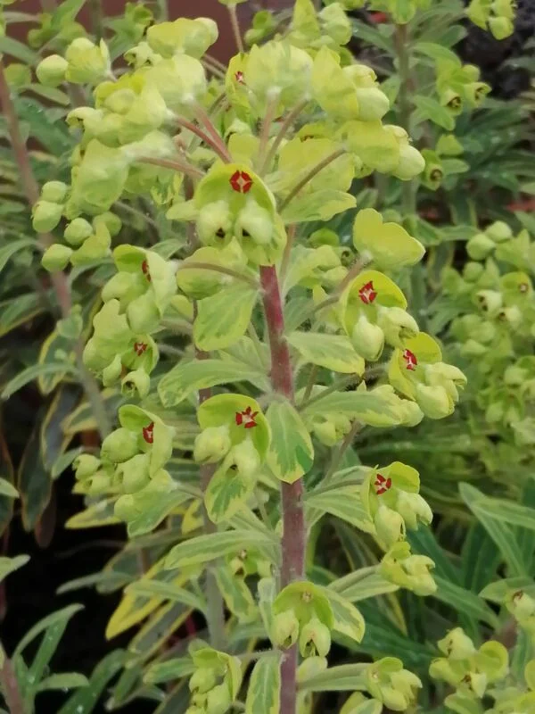 Euphorbia x martinii Ascot Rainbow (R), pianta da esterno