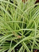 Carex oshimensis Eversheen