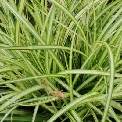 Carex oshimensis Eversheen