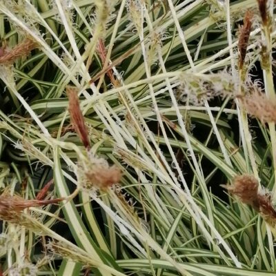 Carex oshimensis Evergold