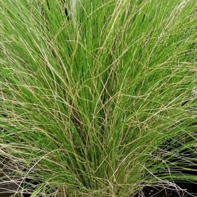 Stipa tenuissima Pony Tails