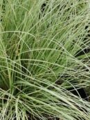 Carex comans Frosted Curls