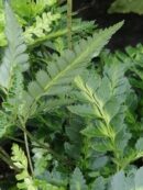 Arachnoides aristata Veriegata