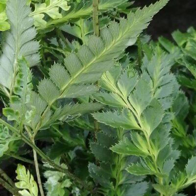 Arachnoides aristata Veriegata