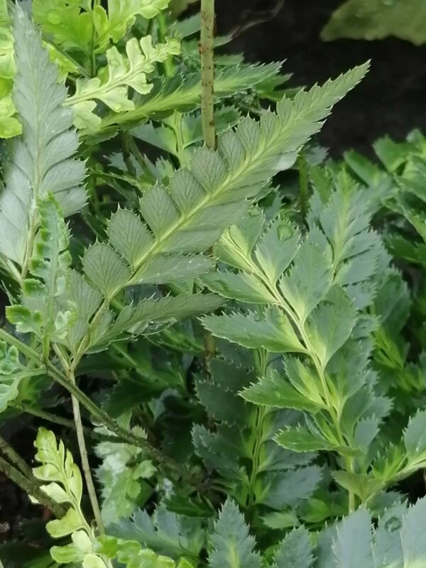 Arachniodes aristata Variegata, pianta da esterno