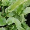 Asplenium scolopendrium, Phyllitis scolopendrium, pianta da interno