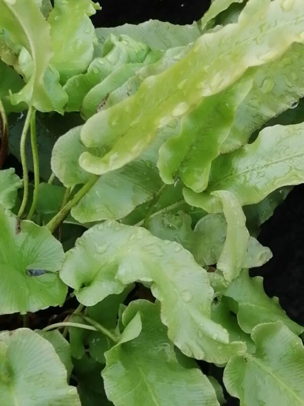 Asplenium scolopendrium, Phyllitis scolopendrium, pianta da interno
