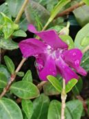 Vinca minor Rubra