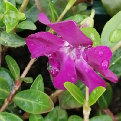 Vinca minor Rubra