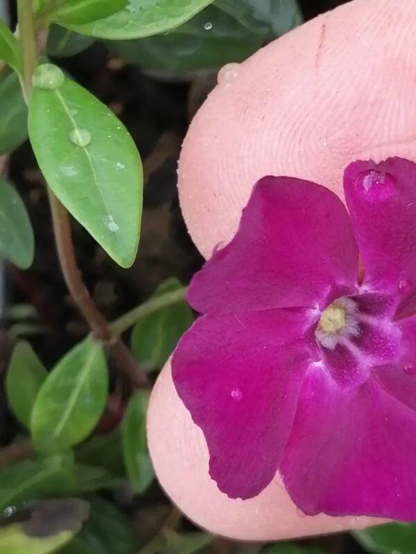 Vinca minor Rubra, foto 2
