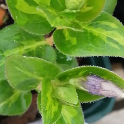 Vinca major Reticulata