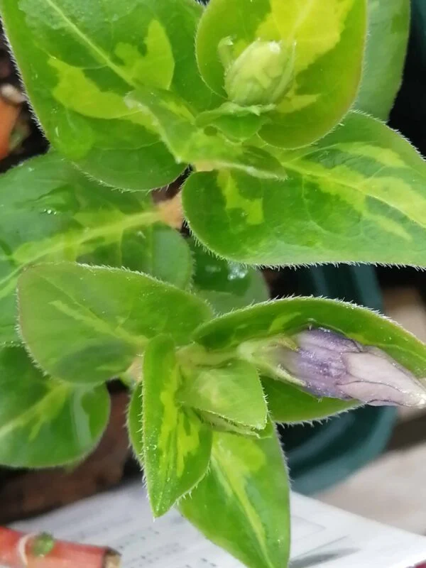 Vinca major Reticulata, pianta da esterno