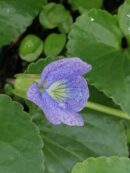 Viola sororia Dark Freckles