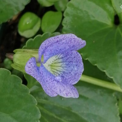 Viola sororia Dark Freckles