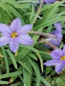 Ipheion uniflorum Jesse