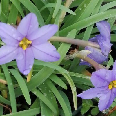 Ipheion uniflorum Jesse
