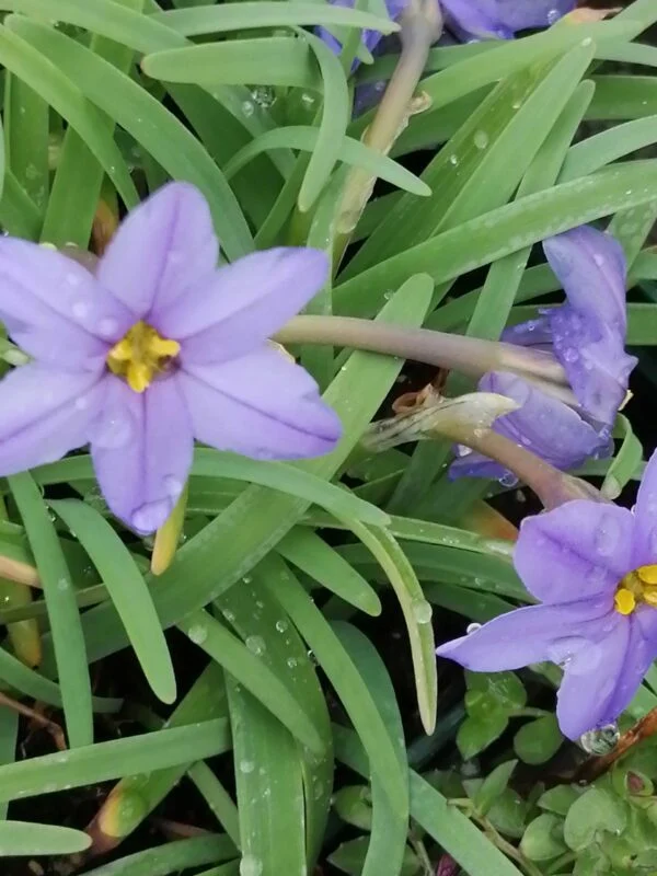 Ipheion uniflorum Jesse, pianta da esterno