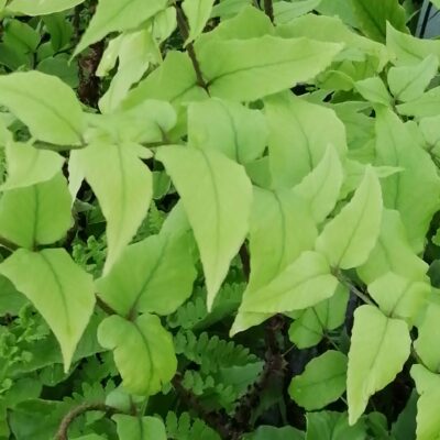 Cyrtomium fortunei var. Clivicola