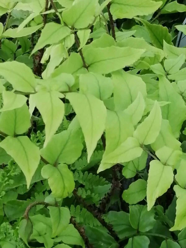 Cyrtomium fortunei var. clivicola, pianta da interno e da esterno
