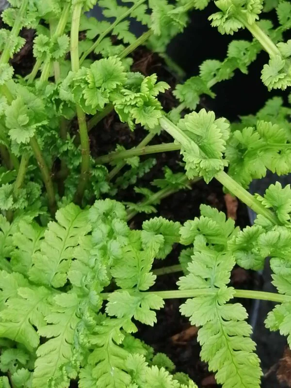 Athyrium filix-femina Frizelliae, pianta da esterno