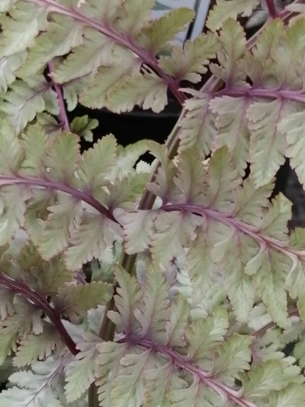 Athyrium niponicum var. pictum Metallicum, foto 2