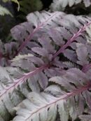Athyrium niponicum var. pictum Metallicum