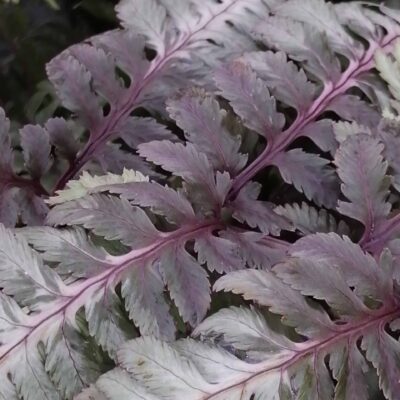 Athyrium niponicum var. pictum Metallicum