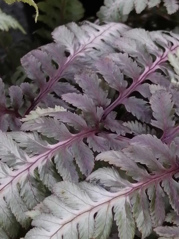 Athyrium niponicum var. pictum Metallicum, pianta da interno