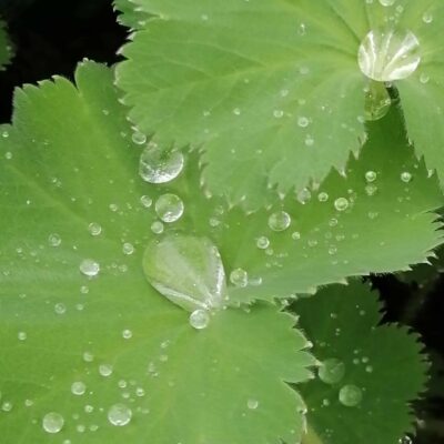 Alchemilla mollis