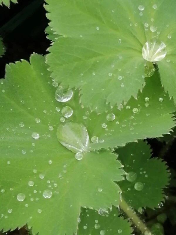 Alchemilla mollis, pianta da esterno