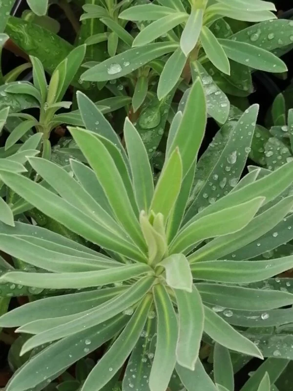 Euphorbia characias, pianta da esterno