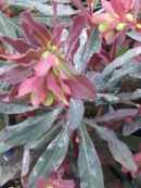 Euphorbia amygdaloides Purpurea