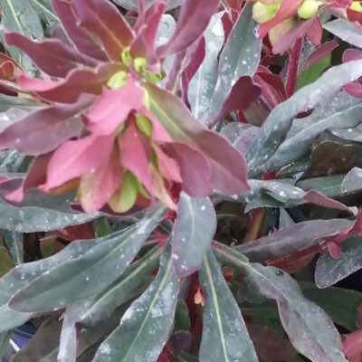 Euphorbia amygdaloides Purpurea