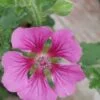Anisodonthea scabrosa, pianta da esterno