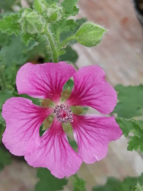 Anisodonthea scabrosa, pianta da esterno