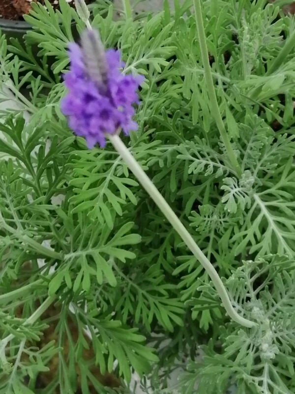 Verbena aristata, pianta da esterno