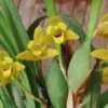 Maxillaria variabilis, pianta da interno