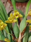 Maxillaria variabilis
