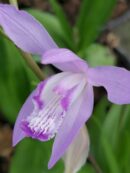 Bletilla striata Blue Billow