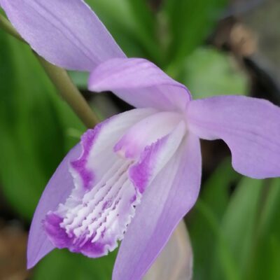 Bletilla striata Blue Billow