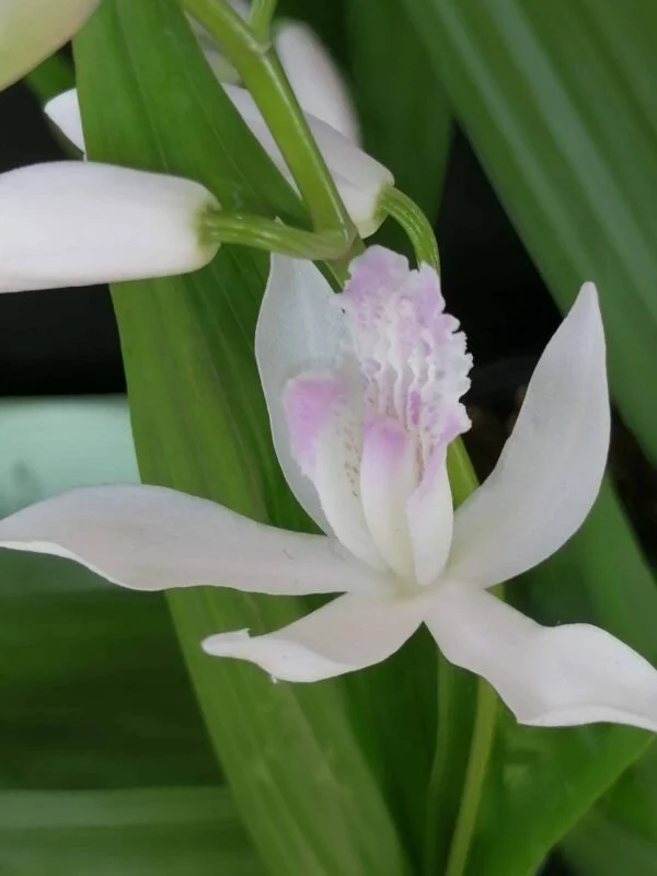 Calanthe Takane hybrid, foto 2