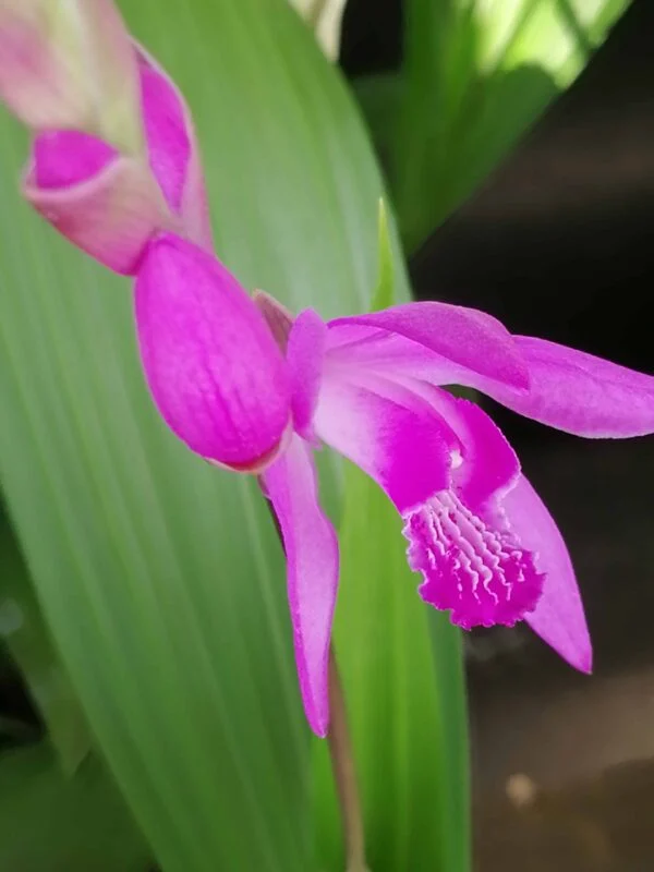 Calanthe Takane hybrid, foto 3