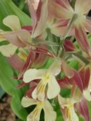 Calanthe Takane hybrid